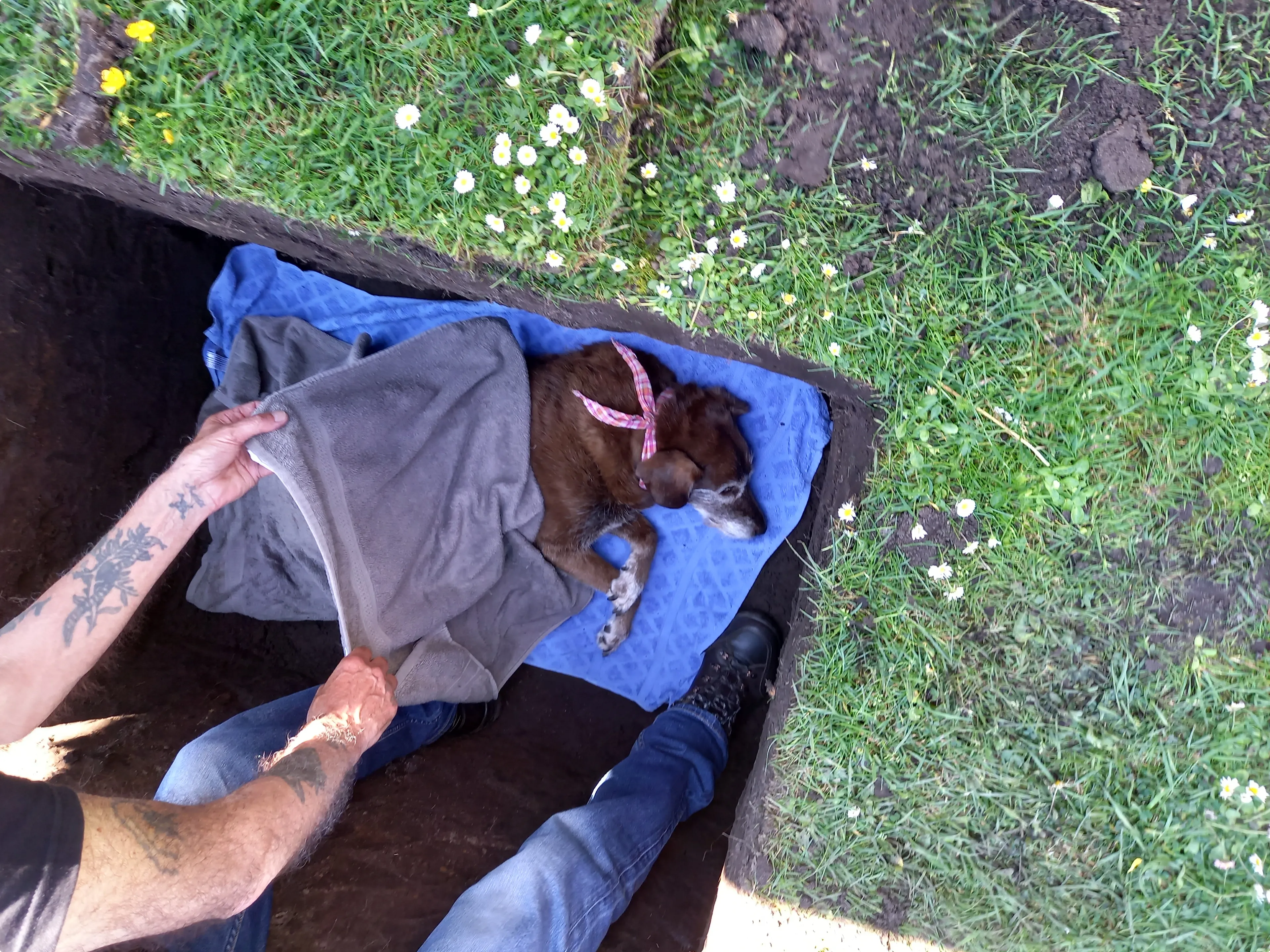 Boze buurman schopt hond Neeltje dood: 'Ze werd gewoon gelanceerd!'