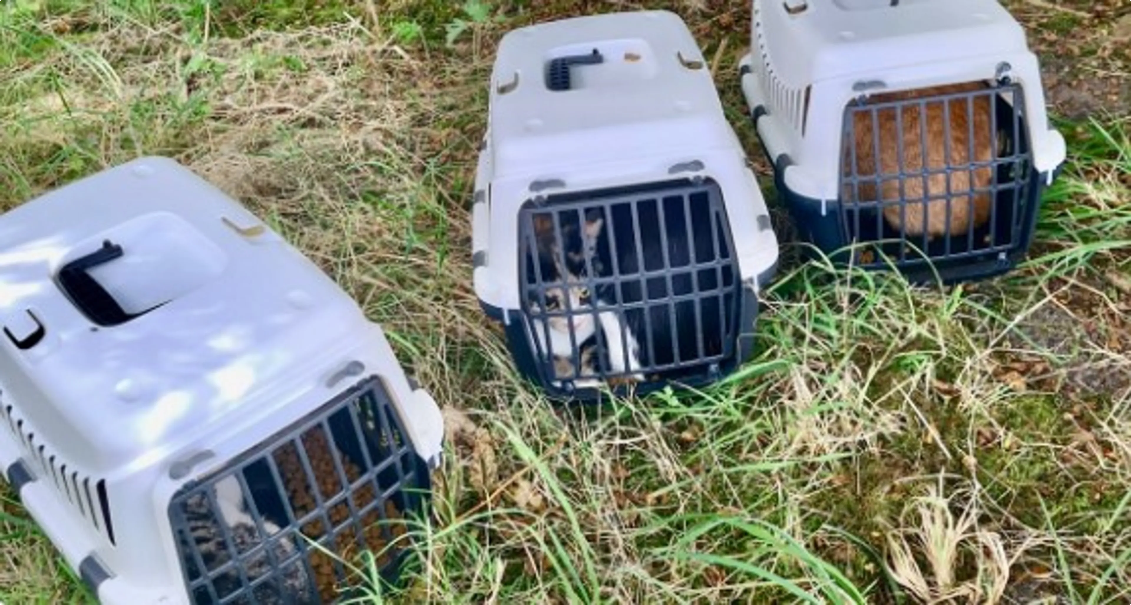 De katten in hun mandjes (Beeld: politie)