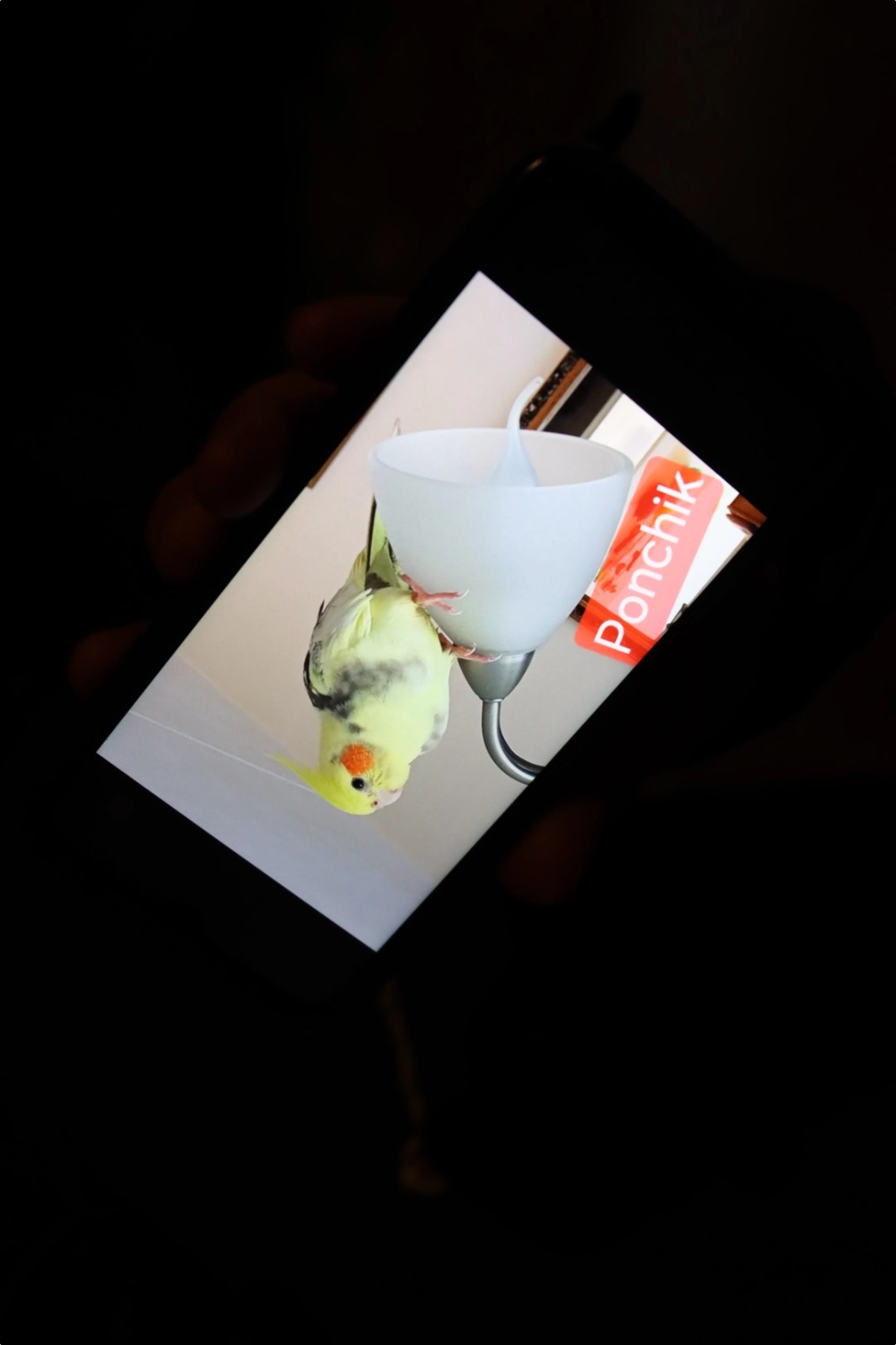 Azad laat Ponchik zien op zijn telefoon. Beeld: Flashlight Fotografie