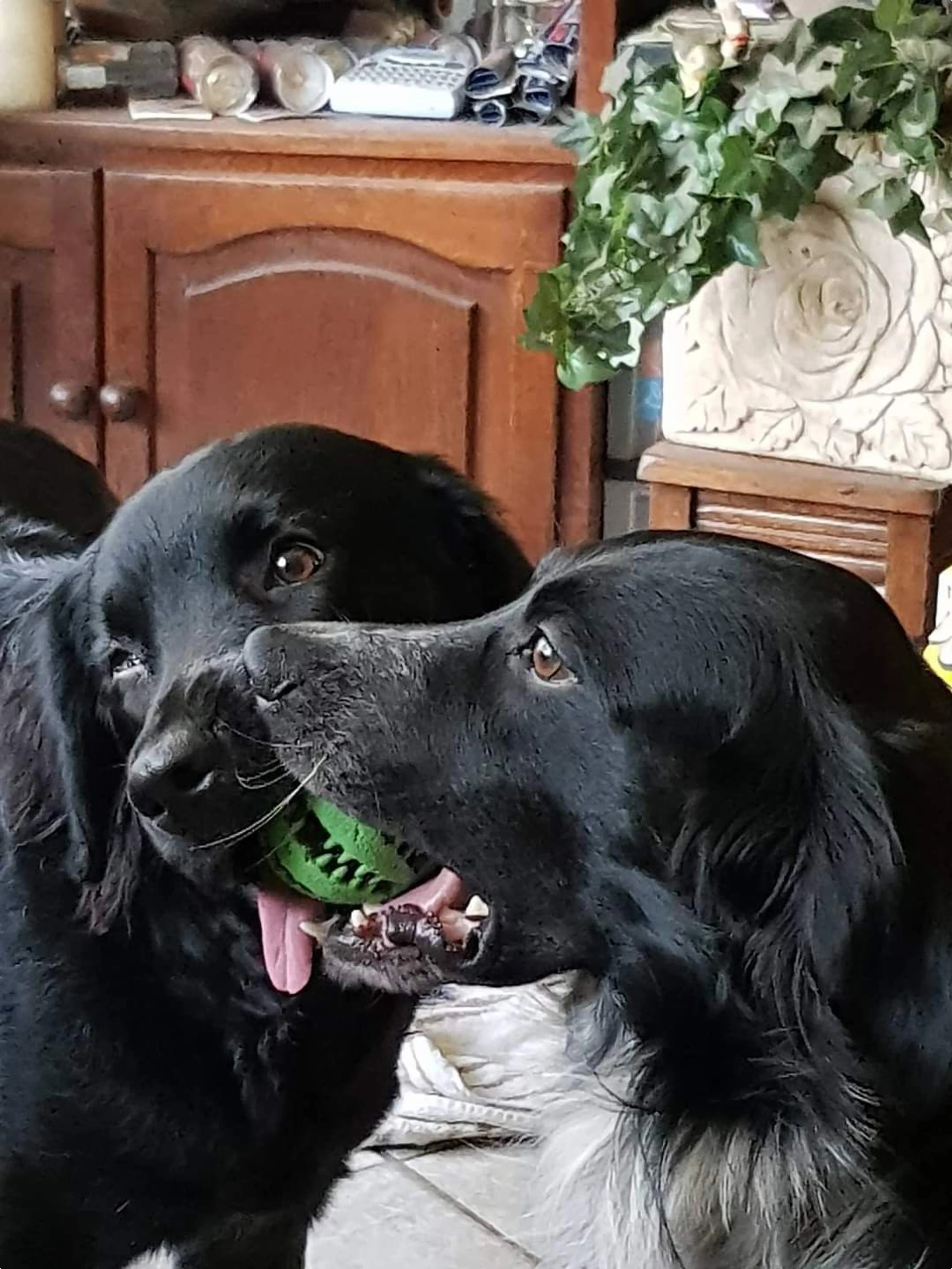 Qwando en Xantos, de honden van eigenaren Alberdine en Martin