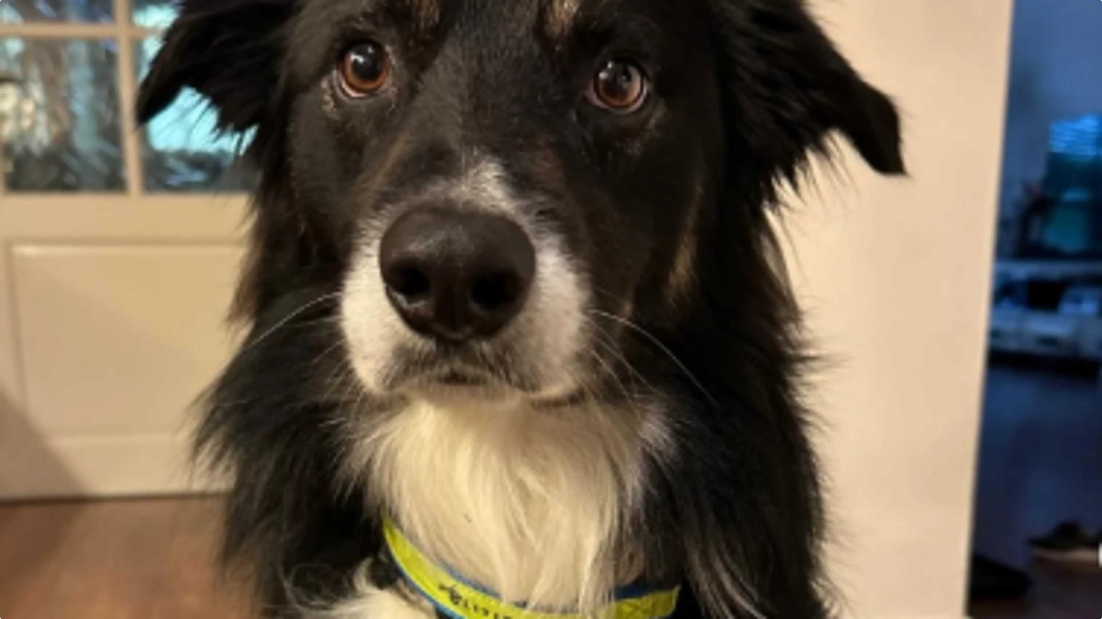 Hond met politiehalsband - beeld: Instagram politie
