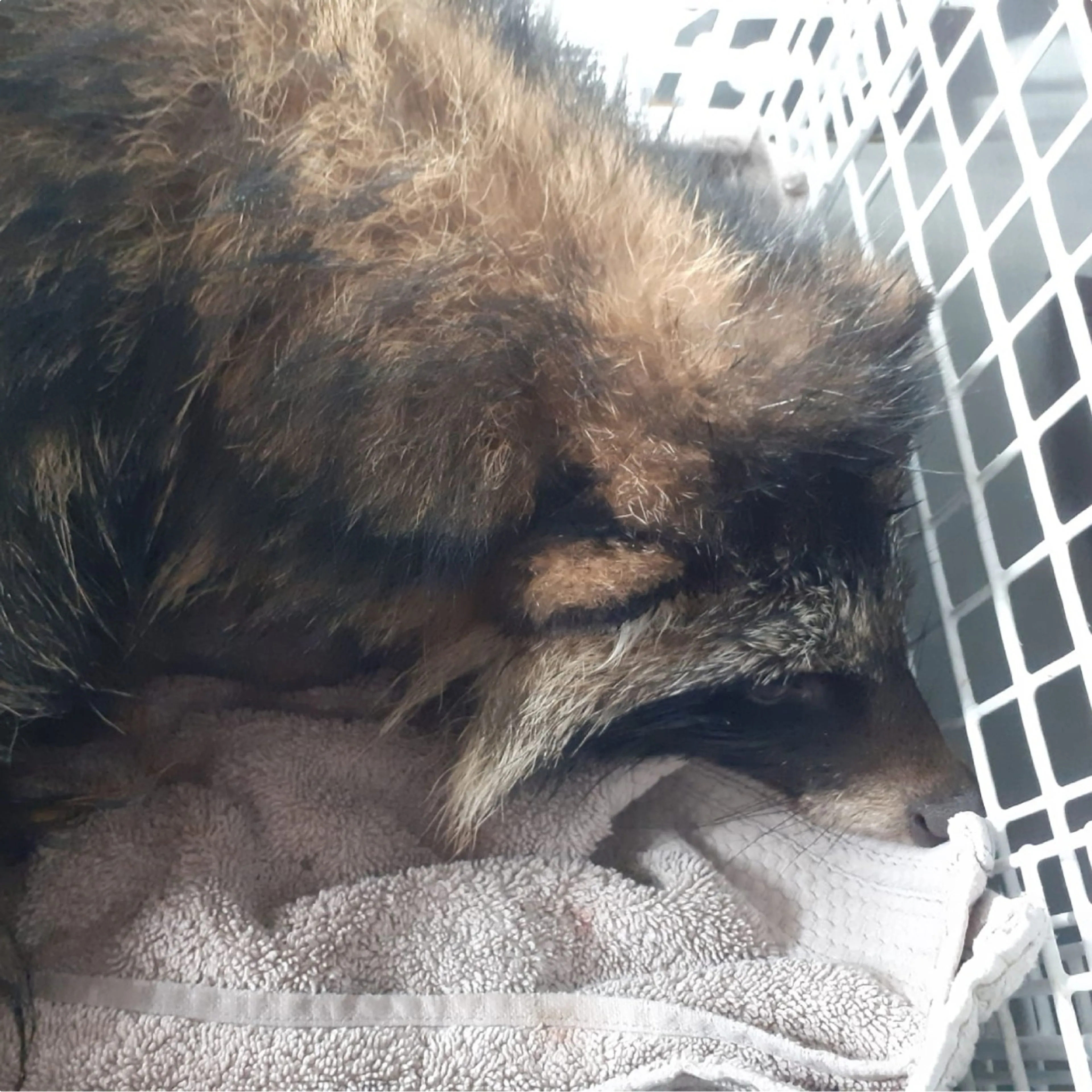 De wasbeerhond - Beeld: Dierenambulance Zuidwest Drenthe.