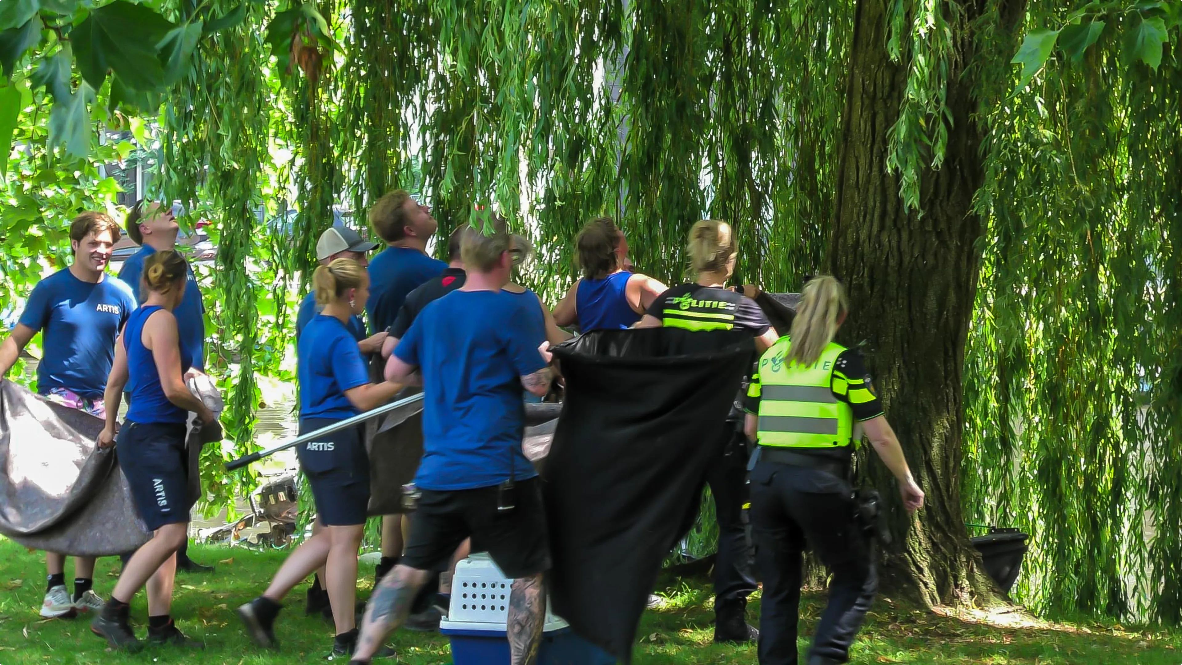 Artis-medewerkers en politieagenten proberen de halfaap te vangen. Beeld: HFV/RVP