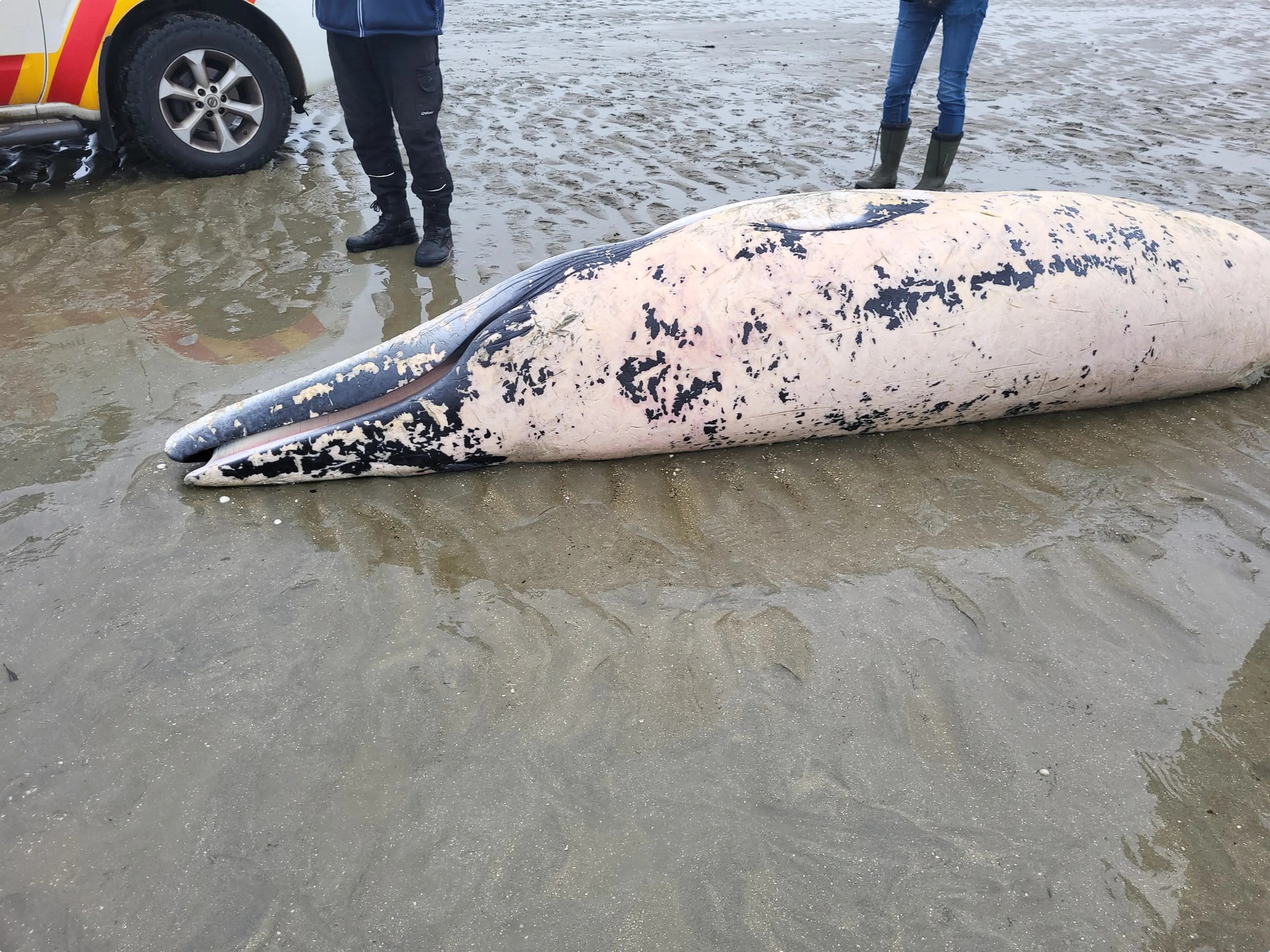 Beeld: Stichting ReddingsTeam Zeedieren