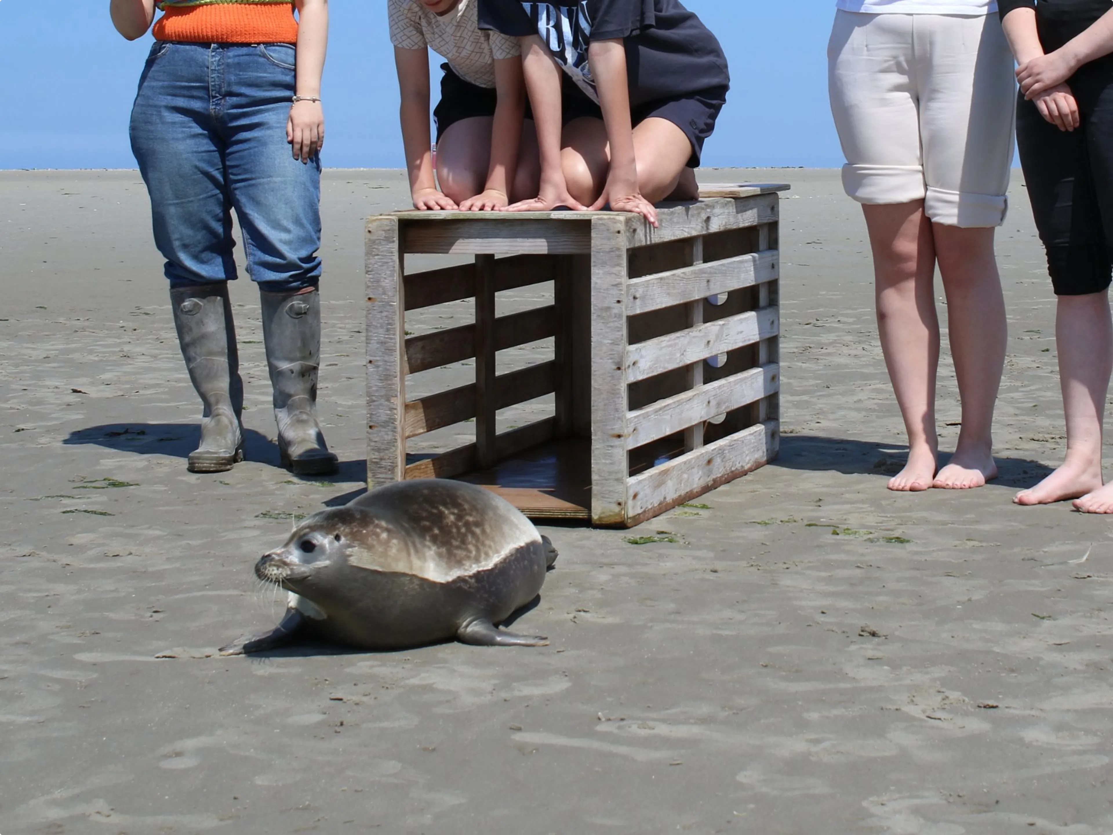 Toen zeehond Kiwi werd vrijgelaten in juli 2024. Beeld: Zeehondencentrum Pieterburen