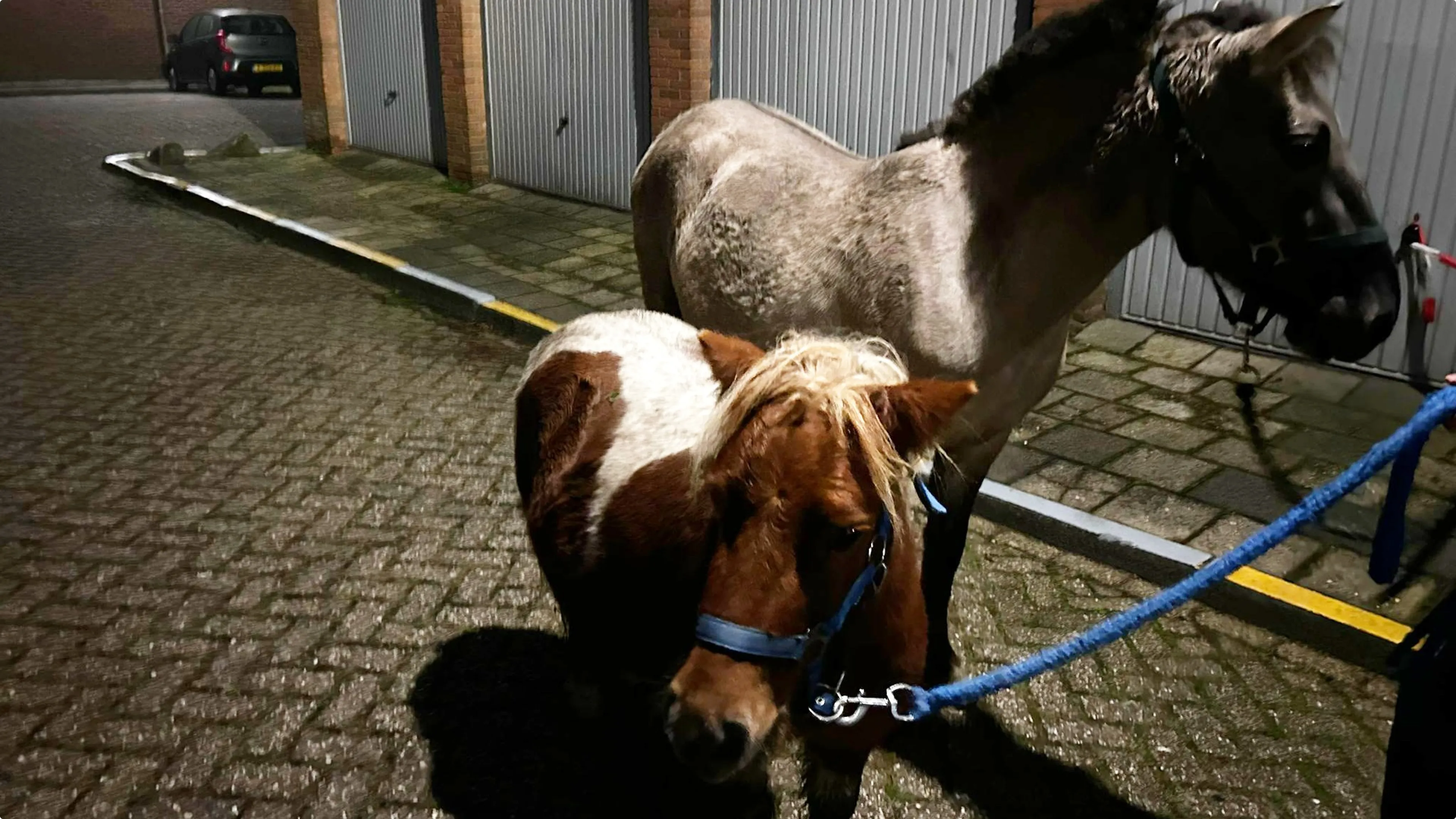 Beeld: Ilona Hoek