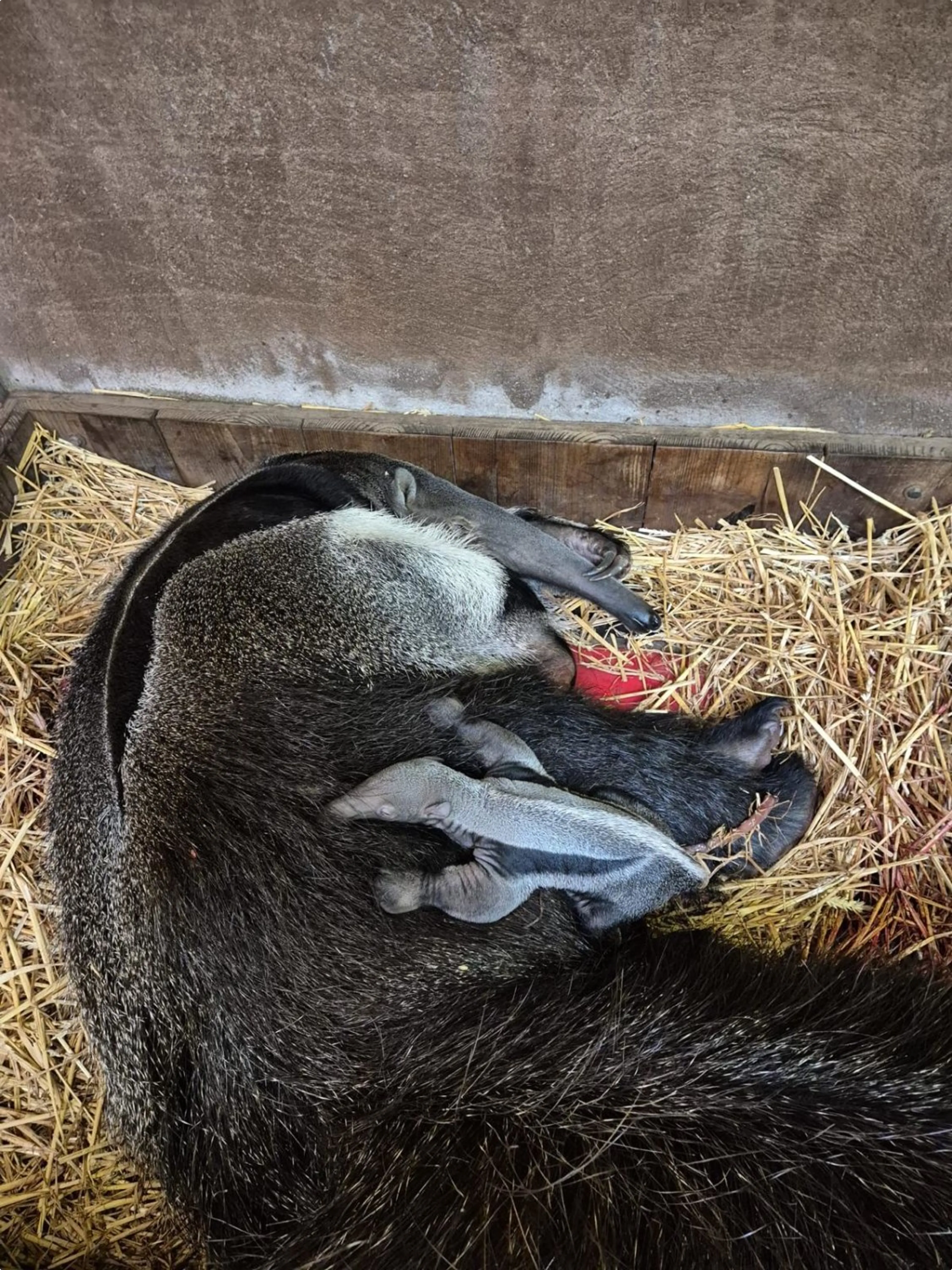 Beeld: GaiaZOO