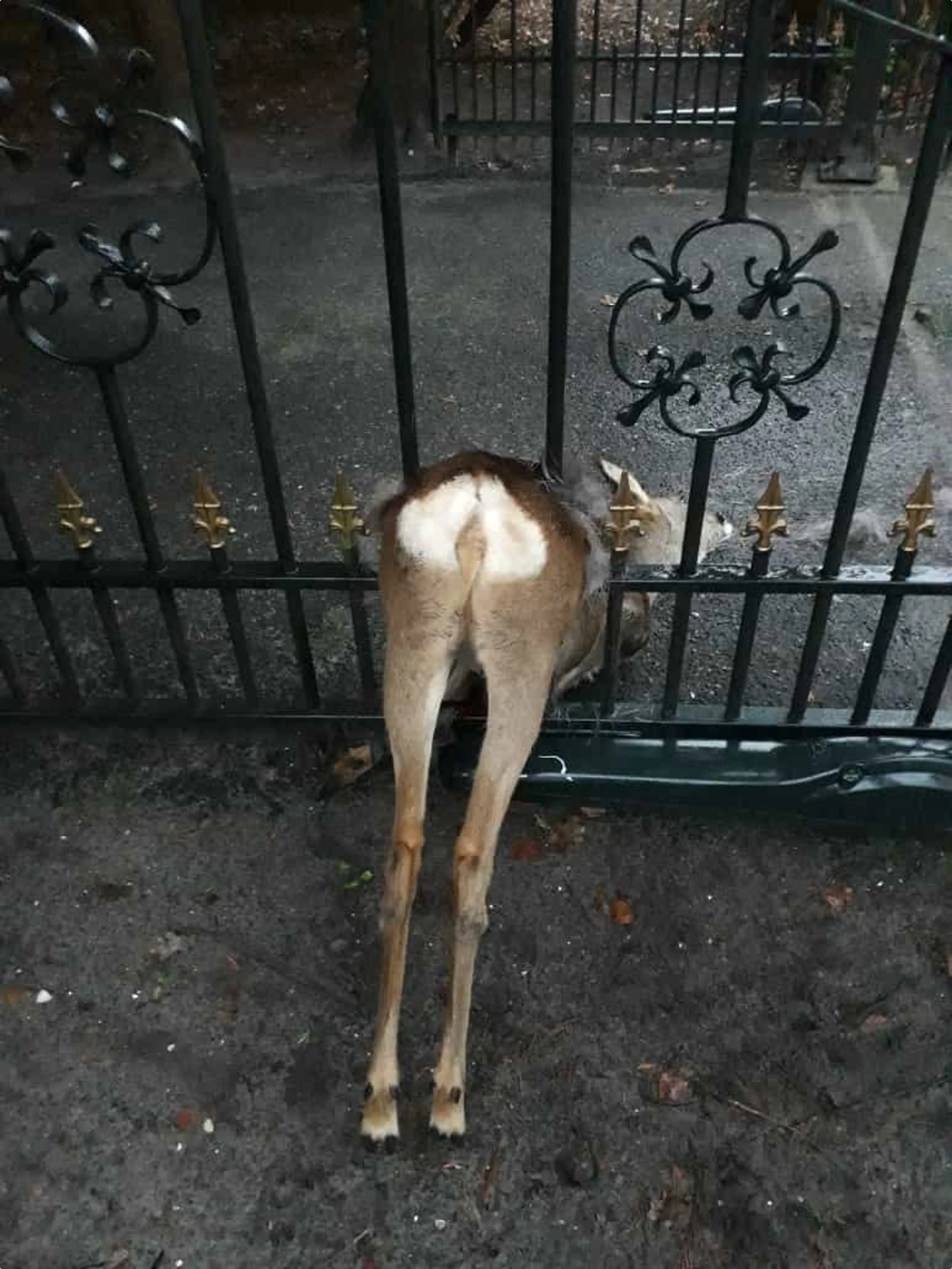 Gespietst hert op hek in Westvoorne