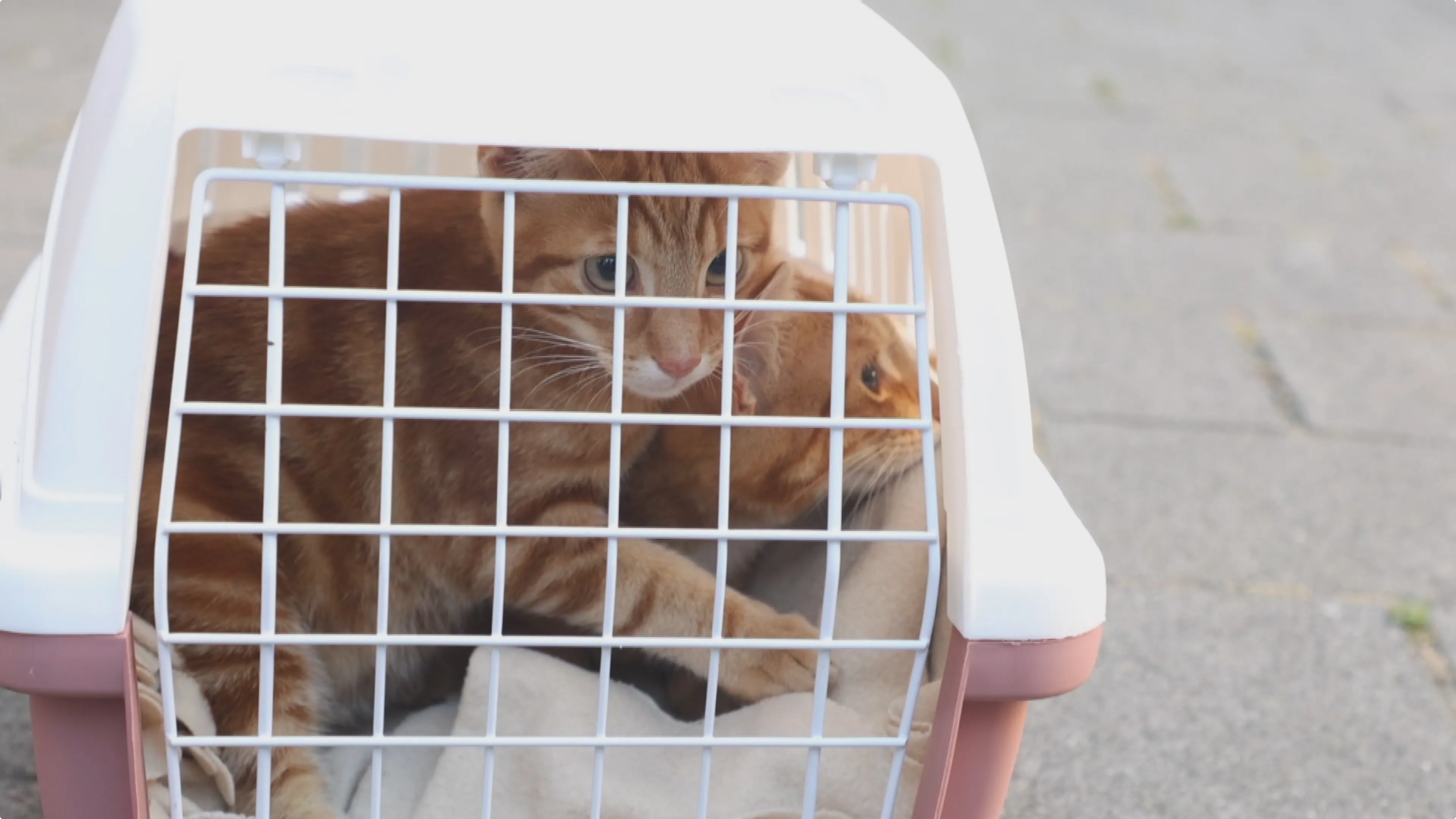 Twee van de geredde katten. Beeld Regio15
