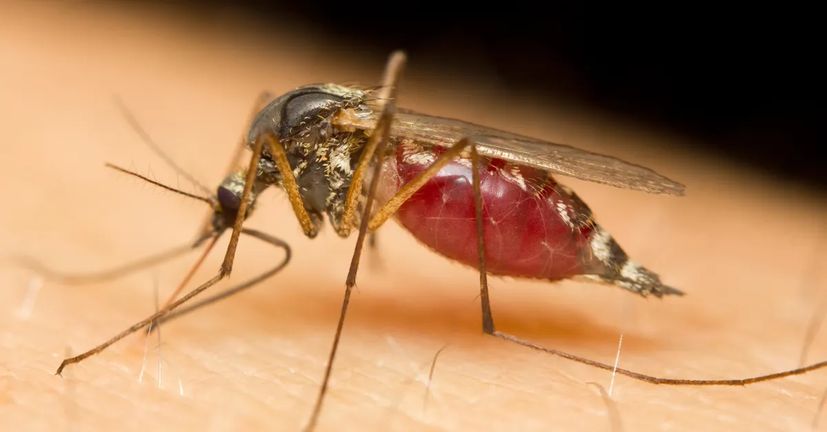 Photo: Hart van Nederland Dutch West Nile virus fatalities reach ten as outbreak nears end