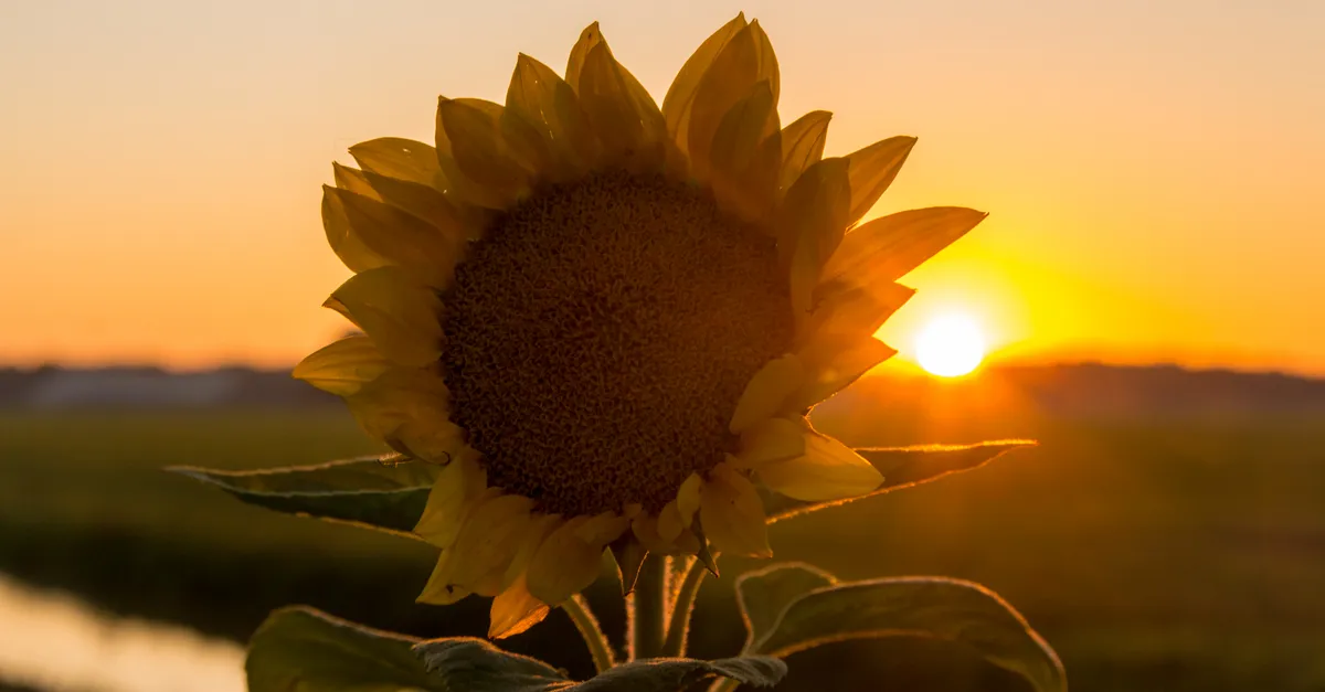 zomer-keert-komende-dagen-terug-later-deze-week-volgt-weeromslag