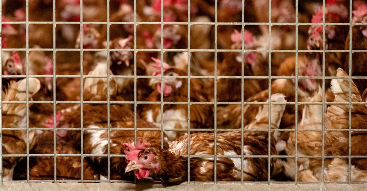 Vogelgriep vastgesteld bij pluimveebedrijf Groningen: 45.000 dieren gedood