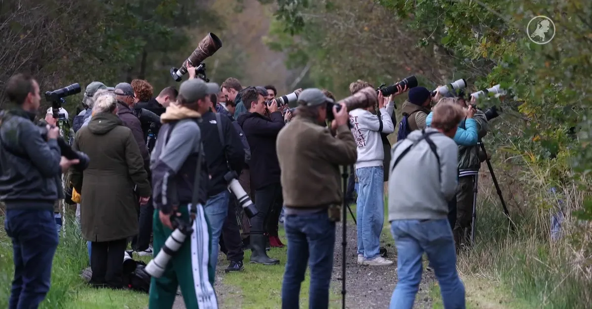 Rare northern hawk-owl draws birdwatchers to Friesland